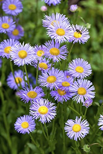 Aster dumosus 'Lady in Blue' P 0,5 Garten-Kissen-Aster 'Lady in Blue',winterhart, deutsche Baumschulqualität, im Topf für optimales anwachsen von PlantaPro