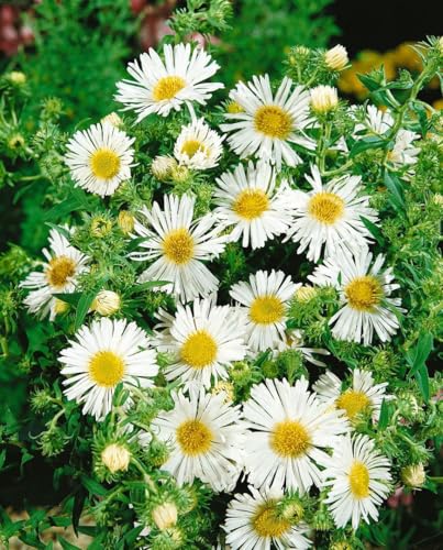 Aster novae-angliae, weiß ca. 9x9 cm Topf - Herbstaster, weiße Blüten, Blütezeit September-Oktober, ideal für Rabatten, bienenfreundlich, pflegeleicht von PlantaPro