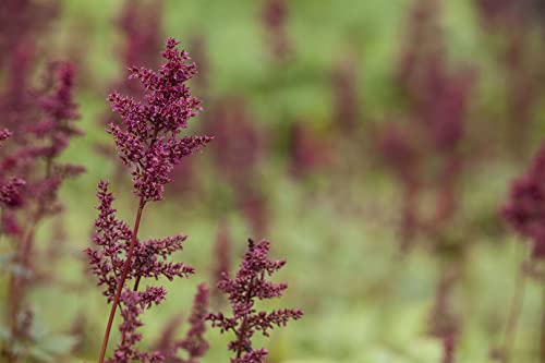 Astilbe x arendsii 'Glut' ca. 9x9 cm Topf - Prachtspiere, leuchtend rote Blüten, Blütezeit Juli-August, ideal für schattige Beete, pflegeleicht und winterhart Astilbe x arendsii 'Glut' ca. 9x9 cm Topf - Prachtspiere, leuchtend rote Blüten, Blütezeit Juli-August, ideal für schattige Beete, pflegeleicht und winterhart von PlantaPro