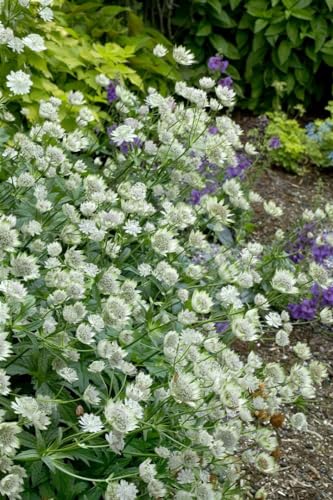Astrantia major 'Margery Fish' ca. 11x11 cm Topf - Sterndolde, weiß-rosa Blüten, Blütezeit Juni-August, ideal für halbschattige Beete, bienenfreundlich, pflegeleicht von PlantaPro