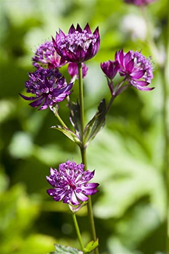 Astrantia major P 0,5 Große Sterndolde,winterhart, deutsche Baumschulqualität, im Topf für optimales anwachsen von PlantaPro