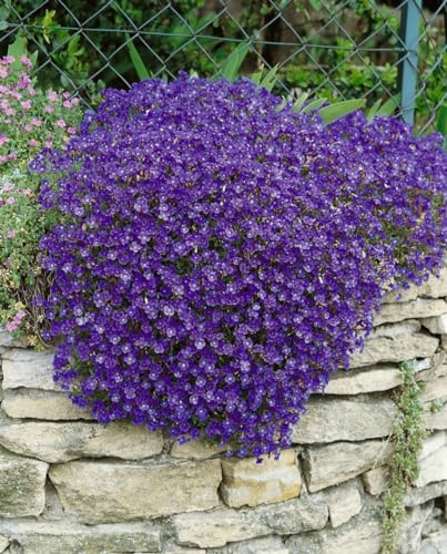 Aubrieta x cultorum 'Cascade Blue' ca. 9x9 cm Topf - Blaukissen, blaue Blüten, Blütezeit April-Mai, ideal für Steingärten, winterhart, pflegeleicht Aubrieta x cultorum 'Cascade Blue' ca. 9x9 cm Topf - Blaukissen, blaue Blüten, Blütezeit April-Mai, ideal für Steingärten, winterhart, pflegeleicht von PlantaPro