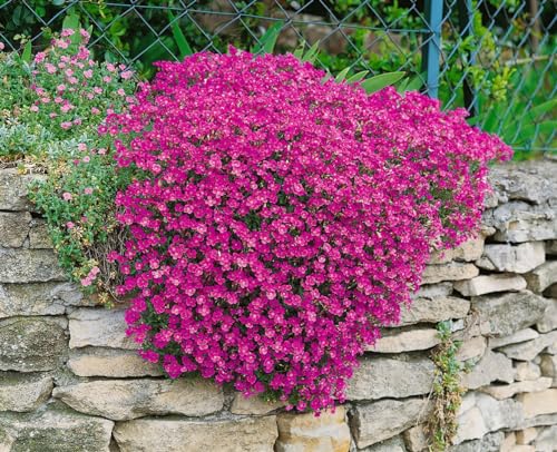 Aubrieta x cultorum 'Cascade Red' 9x9 cm Topf – Winterhart, Immergrün, Pflegeleicht – Blaukissen – Bodendecker für Steingarten & Beet Aubrieta x cultorum 'Cascade Red' 9x9 cm Topf – Winterhart, Immergrün, Pflegeleicht – Blaukissen – Bodendecker für Steingarten & Beet von PlantaPro