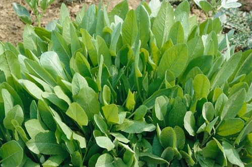 Tanacetum balsamita ca. 9x9 cm Topf - Balsamkraut, aromatische Blätter, ideal für Kräutergärten, pflegeleicht, bienenfreundlich von PlantaPro