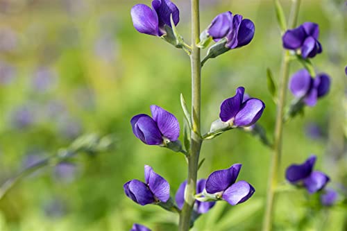 Baptisia australis ca. 9x9 cm Topf - Indigolupine, blaue Blüten, Blütezeit Mai-Juni, ideal für Rabatten, trockenheitsresistent, pflegeleicht Baptisia australis ca. 9x9 cm Topf - Indigolupine, blaue Blüten, Blütezeit Mai-Juni, ideal für Rabatten, trockenheitsresistent, pflegeleicht von PlantaPro