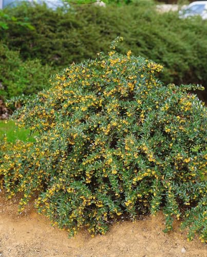 Berberis candidula 'Jytte' - Wintergrüne Berberitze, 25-30cm, Robuste Gartenpflanze, Gelbe Blüten, Dekoratives Laub von PlantaPro