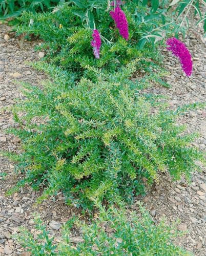 Berberis frikartii 'Amstelveen' - Frikarts Berberitze, Winterhart, Gelbe Blüten, 25-30cm, C2 Container von PlantaPro