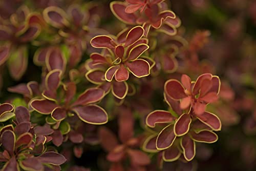 Berberis thunbergii 'Admiration' -S- C 20-25 Berberitze 'Admiration'®,winterhart, deutsche Baumschulqualität, im Topf für optimales anwachsen von PlantaPro