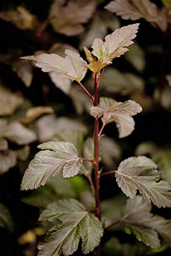 Blasenspiere Physocarpus opulifolius 'Diabolo' -R- im Topf gewachsen ca. 60-100cm von PlantaPro