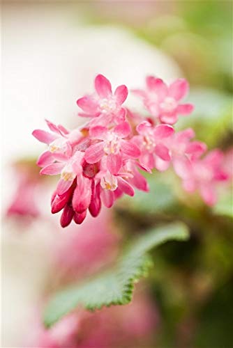 Blutjohannisbeere Ribes sanguineum 'King Edward VII' im Topf gewachsen 60-100cm von PlantaPro