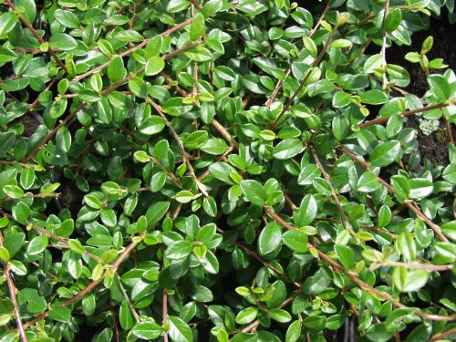 Bodendecker Cotoneaster dammeri radicans / Kriechmispel 24 Stück im 9cm-Topf von PlantaPro