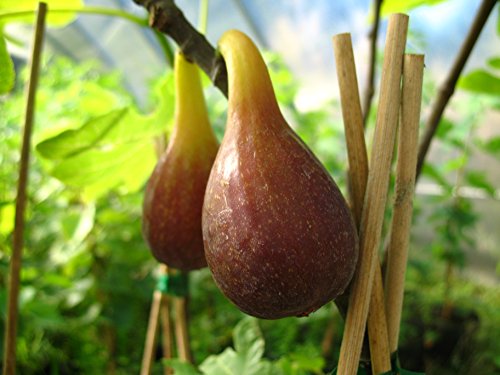 Brown Turkey Feige, Feigenbaum für den Garten, Ficus carica, Feigenbusch winterhart, Feige braun, im Topf, 40 - 60 cm von PlantaPro