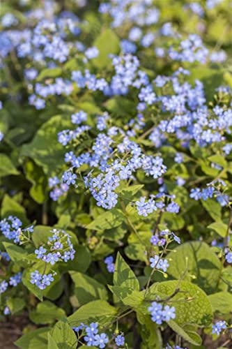 Brunnera macrophylla P 0,5 Kaukasus-Vergissmeinnicht,winterhart, deutsche Baumschulqualität, im Topf für optimales anwachsen von PlantaPro