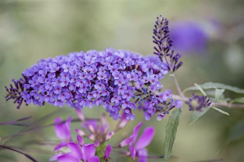 Buddleja davidii 'Ile de France' C 80-100 Sommerflieder 'Ile de France',winterhart, deutsche Baumschulqualität, im Topf für optimales anwachsen von PlantaPro