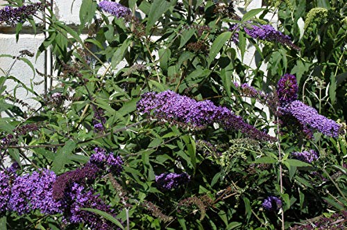 Buddleja davidii 'Ile de France' Sommerflieder im Topf gewachsen 60-100cm von PlantaPro