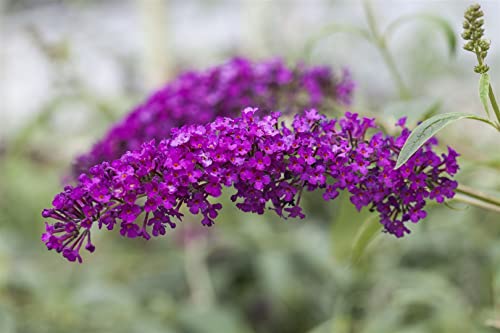 Buddleja davidii 'Royal Red' C 100-125 Sommerflieder 'Royal Red',winterhart, deutsche Baumschulqualität, im Topf für optimales anwachsen von PlantaPro