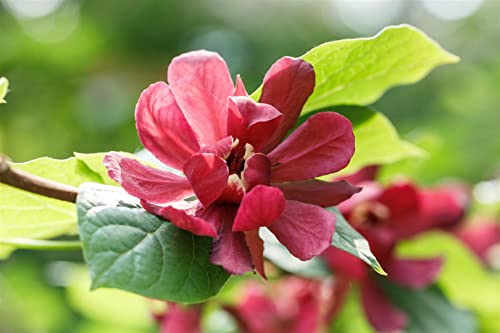 Calycanthus raunstonii 'Hartlage Wine' C 30-40 Gewürzstrauch 'Hartlage Wine',winterhart, deutsche Baumschulqualität, im Topf für optimales anwachsen von PlantaPro