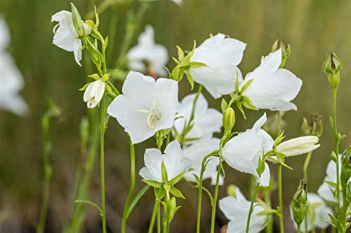 Campanula persicif.'Grandiflora Alba' P 0,5 Pfirsichblättrige Glockenblume 'Grandiflora Alba',winterhart, deutsche Baumschulqualität, im Topf für optimales anwachsen von PlantaPro