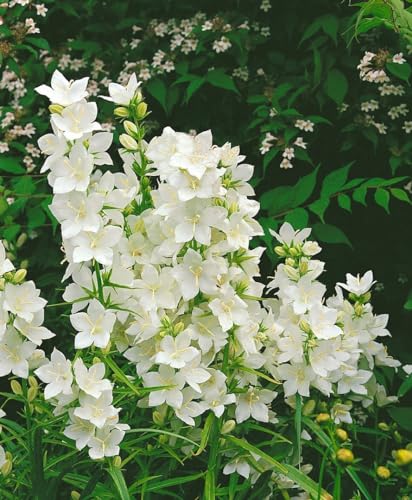 Campanula pyramidalis 'Alba' P 0,5 - Glockenblume Weiß, Winterhart, Bienefreundlich, Ideal für Steingärten & Beete, Mehrjährig von PlantaPro