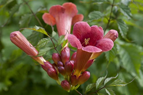 Campsis radicans 'Stromboli' -R- C 100-150 Trompetenblume 'Stromboli'®,winterhart, deutsche Baumschulqualität, im Topf für optimales anwachsen von PlantaPro