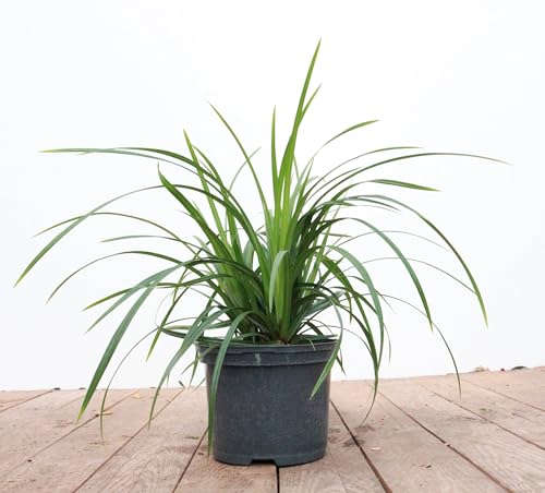 Carex foliosissima 'Irish Green' P 0,5 Teppich-Japan-Segge 'Irish Green',winterhart, deutsche Baumschulqualität, im Topf für optimales anwachsen von PlantaPro