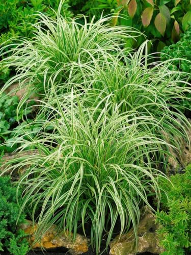 Carex morrowii 'Silver Sceptre' ca. 11x11 cm Topf - Japan-Segge, grün-weiße Blätter, ideal für schattige Beete, winterhart, pflegeleicht Carex morrowii 'Silver Sceptre' ca. 11x11 cm Topf - Japan-Segge, grün-weiße Blätter, ideal für schattige Beete, winterhart, pflegeleicht von PlantaPro
