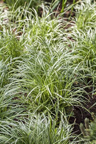 Carex morrowii ca. 9x9 cm Topf - Japan-Segge, immergrün, ideal für schattige Beete, pflegeleicht, winterhart Carex morrowii ca. 9x9 cm Topf - Japan-Segge, immergrün, ideal für schattige Beete, pflegeleicht, winterhart von PlantaPro