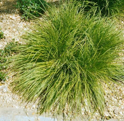 Carex umbrosa P 0,5 - Schatten-Segge, Winterhart & Pflegeleicht, Ideal für Gartenteiche & Beete, Grün von PlantaPro