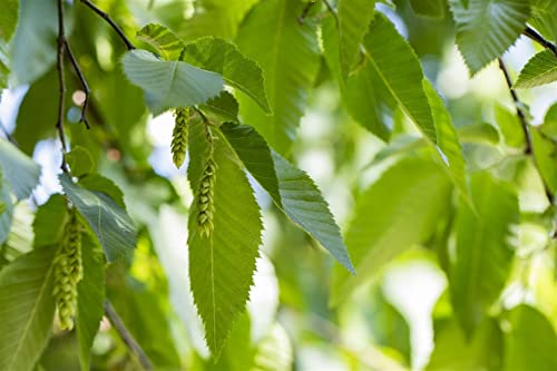 Carpinus betulus P11 30-40 von PlantaPro