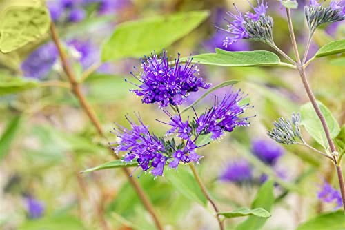 Caryopteris clandonensis 'Heavenly Blue' C 3 Bartblume 'Heavenly Blue',winterhart, deutsche Baumschulqualität, im Topf für optimales anwachsen von PlantaPro