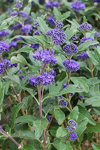 Caryopteris clandonensis 'Kew Blue' Bartblume im Topf gewachsen 40-60cm Caryopteris clandonensis 'Kew Blue' Bartblume im Topf gewachsen 40-60cm von PlantaPro