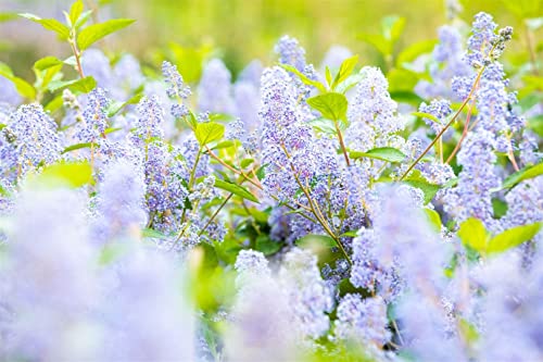 Ceanothus delilianus 'Gloire d.Versailles' C 3 40-60 Säckelblume 'Glorie de Versailles',winterhart, deutsche Baumschulqualität, im Topf für optimales anwachsen von PlantaPro