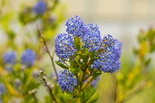 Ceanothus impressus 'Victoria' 3L 30-40 Säckelblume 'Victoria',winterhart, deutsche Baumschulqualität, im Topf für optimales anwachsen von PlantaPro