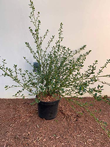 Ceanothus impressus 'Victoria' Säckelblume im Topf gewachsen ca. 40-60cm von PlantaPro