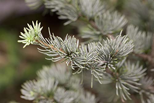 Cedrus atlantica 'Glauca' C 80-100 Blaue Atlaszeder 'Glauca',winterhart, deutsche Baumschulqualität, im Topf für optimales anwachsen von PlantaPro