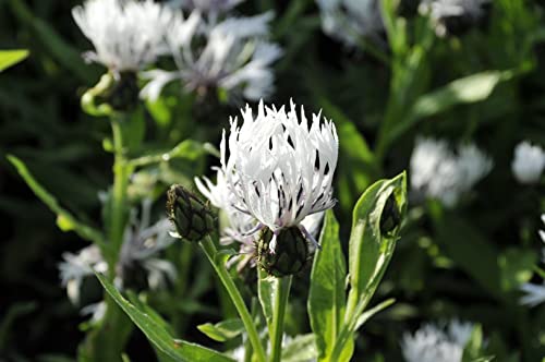 Centaurea montana 'Alba' P 0,5 Weiße Berg-Flockenblume 'Alba',winterhart, deutsche Baumschulqualität, im Topf für optimales anwachsen von PlantaPro