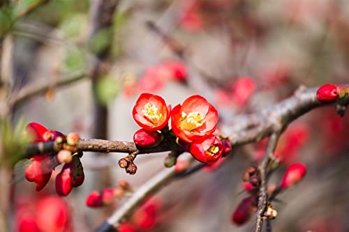 Chaenomeles 'Crimson and Gold' C 40-60 Zierquitte 'Crimson and Gold',winterhart, deutsche Baumschulqualität, im Topf für optimales anwachsen von PlantaPro