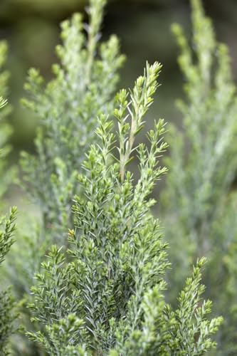Chamaecyparis lawsoniana 'Ellwoodii' - Scheinzypresse, 1L Topf, 15-20cm, Winterhart & Immergrün, Ideal für Hecken von PlantaPro