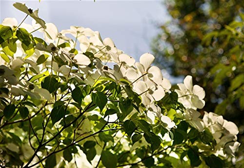 Chinesicher Blumen-Hartriegel Cornus kousa chinensis im Topf gewachsen ca. 60-80cm von PlantaPro