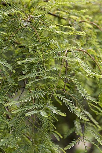 Chinesisches Rotholz Metasequoia glyptostroboides im Topf gewachsen ca. 100cm von PlantaPro