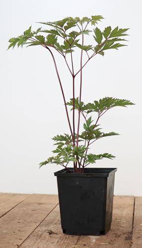 Cimicifuga simplex 'Brunette' 11x11 cm Topf – Winterhart, Mehrjährig, Pflegeleicht – Silberkerze – Staude für Schattenbeet & Garten von PlantaPro