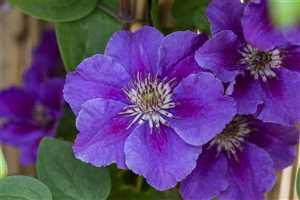 Clematis Hybride 'Ashva' Waldrebe Kletterpflanze im Topf gewachsen (40-60cm) von PlantaPro