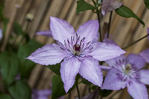 Clematis Hybride 'Hagley Hybrid' 2L 60-100 Waldrebe 'Hagley Hybrid',winterhart, deutsche Baumschulqualität, im Topf für optimales anwachsen von PlantaPro