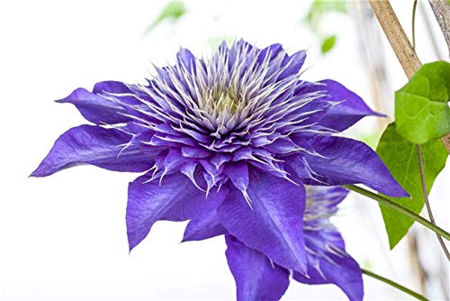 Clematis Hybride 'Multi Blue' Waldrebe Kletterpflanze im Topf gewachsen (40-60cm) von PlantaPro