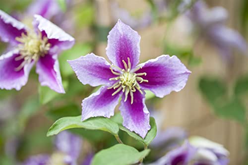 Clematis Hybride 'Piilu' 2L Eck 40-60 Waldrebe 'Piilu',winterhart, deutsche Baumschulqualität, im Topf für optimales anwachsen von PlantaPro