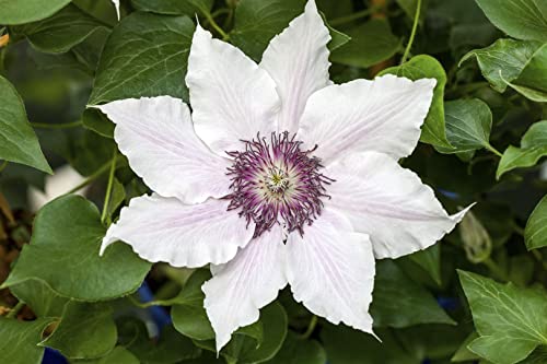 Clematis Hybride 'Snow Queen' 2L 60-100 Waldrebe 'Snow Queen',winterhart, deutsche Baumschulqualität, im Topf für optimales anwachsen von PlantaPro