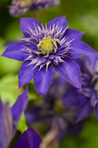 Clematis Hybride 'The President' 2L 60-100 Waldrebe 'The President'®,winterhart, deutsche Baumschulqualität, im Topf für optimales anwachsen von PlantaPro