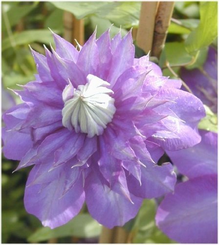 Clematis Multi Blue gefüllt blau blühende Waldrebe 80 cm hoch im 2 Liter Pflanzcontainer von PlantaPro