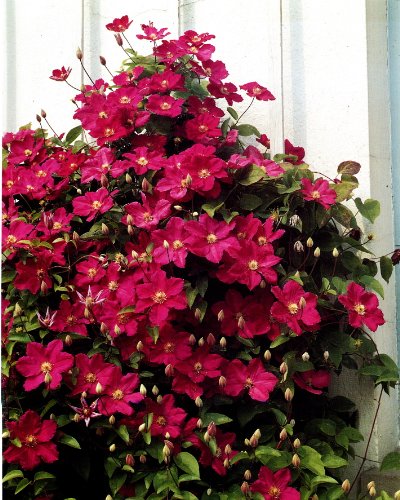 Clematis Ville de Lyon®. 1 Pflanze im 2 Liter Topf - zu dem Artikel bekommen Sie gratis ein Paar Handschuhe für die Gartenarbeit dazu von PlantaPro