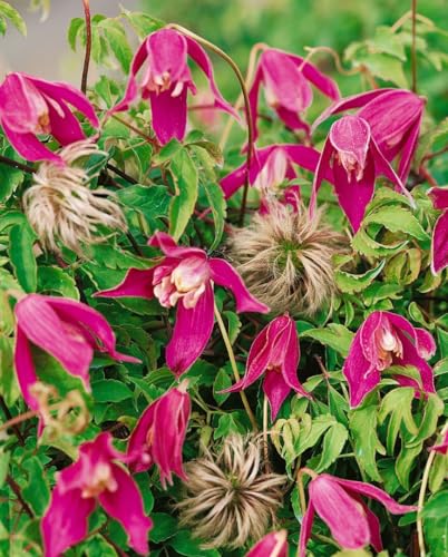 Clematis alpina 'Ruby' - Winterharte Kletterpflanze, 2L RoCo, 60-100cm, Blaue Blüten, Garten & Balkon von PlantaPro